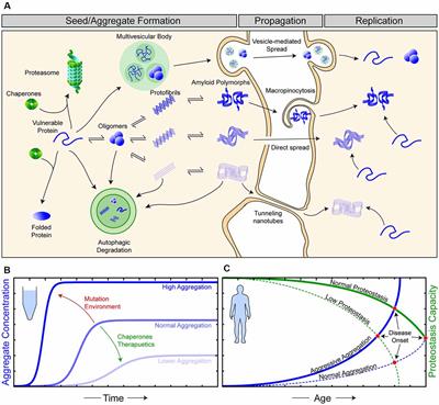Amyotrophic Lateral Sclerosis: Proteins, Proteostasis, Prions, and Promises